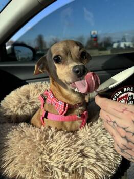 Caramel (Mel) -  Chihuahua Dog for Adoption in Boston, Massachusetts - Caramel (Mel) | PetCurious