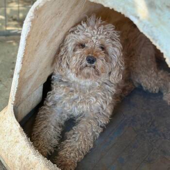 Leto -  Miniature Poodle Dog for Adoption in St. Augustine, Florida - Leto | PetCurious