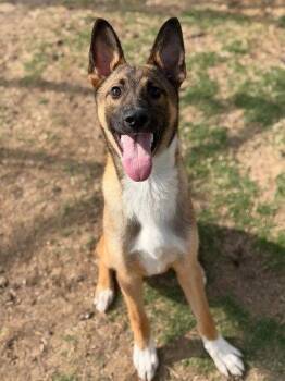 Shepherd and Terrier Dogs Available for Adoption in Bloomfield, Connecticut - Sheriff | PetCurious