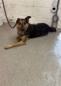 DAHLIA -  German Shepherd Dog and Mixed Breed Dog for Adoption in San Bernardino, California - DAHLIA | PetCurious
