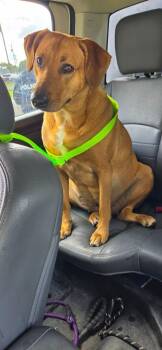 Sissy -  Shepherd Dog for Adoption in Shelbyville, Tennessee - Sissy | PetCurious
