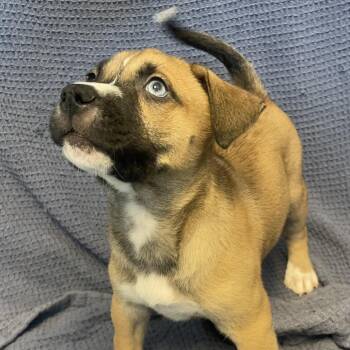 Macaroni -  Mixed Breed Dog for Adoption in Canal Winchester, Ohio - Macaroni | PetCurious