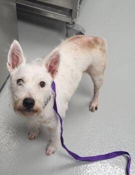 Ic 15 Charlie C -  Jack Russell Terrier Dog for Adoption in Lawrenceville, Georgia - Ic 15 Charlie C | PetCurious