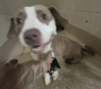 Vc-05 Caprisun -  Pit Bull Terrier Dog for Adoption in Lawrenceville, Georgia - Vc-05 Caprisun | PetCurious