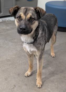 Cattle Dog and Labrador Retriever Dogs Available for Adoption in Fort Lupton, Colorado - Shibuya | PetCurious