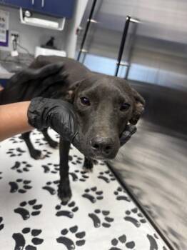 04560B Ginny -  Labrador Retriever and Mixed Breed Dog for Adoption in North Charleston, South Carolina - 04560B Ginny | PetCurious