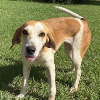 Pearl -  Treeing Walker Coonhound Dog for Adoption in Wiggins, Mississippi - Pearl | PetCurious
