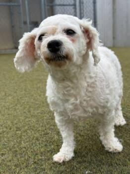 Bichon Frise Dogs Available for Adoption in Scotch Plains, New Jersey - Sweetie Pie | PetCurious