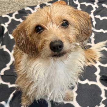 Nina -  Dachshund and Terrier Dog for Adoption in Hondo, Texas - Nina | PetCurious