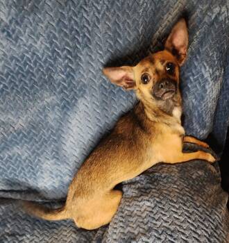 Chihuahua and Dachshund Dogs Available for Adoption in Oroville, Washington - Summer | PetCurious