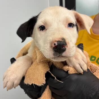 Auren -  Mixed Breed Dog Available for Adoption in Abilene, Texas - Auren | PetCurious