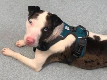 Rescue Catahoula Leopard Dog and Mixed Breed Dogs for Adoption in Batavia, Ohio - Misty Blue | PetCurious