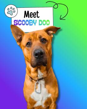 Shepherd Dogs Available for Adoption in Sulphur, Kentucky - Scooby Doo | PetCurious