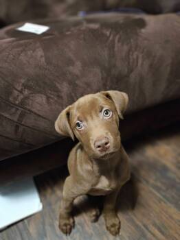 Elsa -  Chocolate Labrador Retriever Dog for Adoption in Alma, Michigan - Elsa | PetCurious