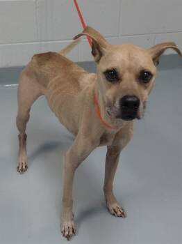 JUJU -  Mixed Breed Dog for Adoption in St. Cloud, Florida - JUJU | PetCurious