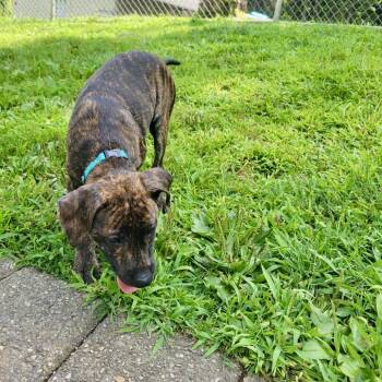 Zinfandel -  Mixed Breed Dog for Adoption in New Fairfield, Connecticut - Zinfandel | PetCurious