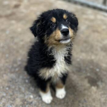 Australian Shepherd Dogs Available for Adoption in Columbia, South Carolina - Rowdy  | PetCurious