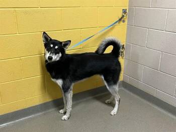 Husky and Mixed Breed Dogs Available for Adoption in Colorado Springs, Colorado - SOX | PetCurious