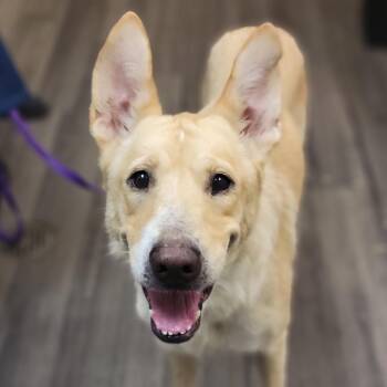 Petunia -  Mixed Breed Dog for Adoption in Sarasota, Florida - Petunia | PetCurious