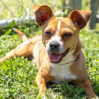 Appa -  Chihuahua and Mixed Breed Dog for Adoption - Appa | PetCurious