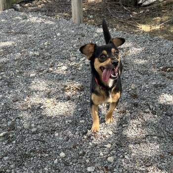 Astro D26-166 -  Chihuahua and Dachshund Dog for Adoption in Lebanon, Tennessee - Astro D26-166 | PetCurious