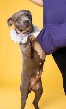 Cyan - ADOPTED -  Mixed Breed Dog for Adoption in Atlanta, Georgia - Cyan - ADOPTED | PetCurious