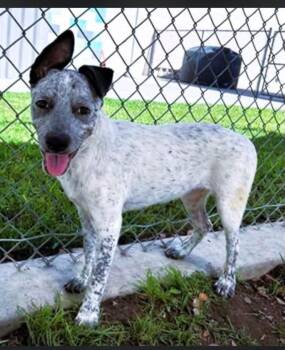 Clove -  Australian Cattle Dog Blue Heeler Dog for Adoption in Las Vegas, Nevada - Clove | PetCurious