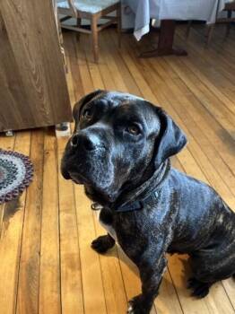 Willow -  Bullmastiff Dog for Adoption in Bowdoin, Maine - Willow | PetCurious