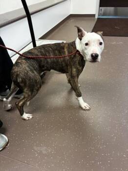 Ace -  Mixed Breed Dog for Adoption in South Bend, Indiana - Ace | PetCurious