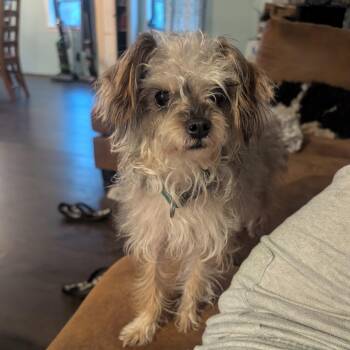 Mister -  Yorkshire Terrier and Mixed Breed Dog for Adoption in Pittsburg, Kansas - Mister | PetCurious