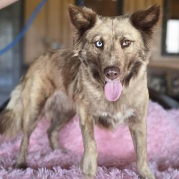 Australian Shepherd and Border Collie Dogs Available for Adoption - Rosa | PetCurious
