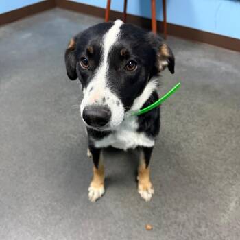 Ernie -  Australian Shepherd and Mixed Breed Dog for Adoption in Idaho Falls, Idaho - Ernie | PetCurious