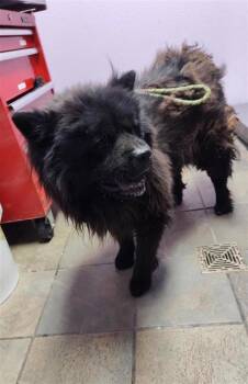 Goodluck Bear -  Chow Chow and Mixed Breed Dog for Adoption in El Paso, Texas - Goodluck Bear | PetCurious