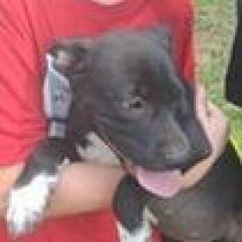 Rod -  Black Labrador Retriever and Terrier Dog for Adoption in Clearwater, Florida - Rod | PetCurious