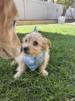 Maltese and Chihuahua Dogs Available for Adoption - Toast | PetCurious