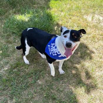 Chunky Monkey -  Terrier Dog for Adoption in Logan, Utah - Chunky Monkey | PetCurious
