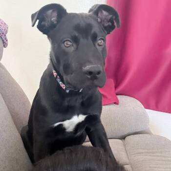 Mighty Midas -  Black Labrador Retriever and Boxer Dog for Adoption in Harlingen, Texas - Mighty Midas | PetCurious