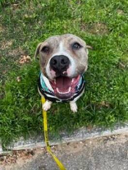 Bravo -  Pit Bull Terrier and Mixed Breed Dog for Adoption in Atlanta, Georgia - Bravo | PetCurious