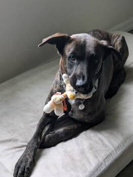 Mama Mia -  Dutch Shepherd Dog for Adoption in Fort Pierce, Florida - Mama Mia | PetCurious