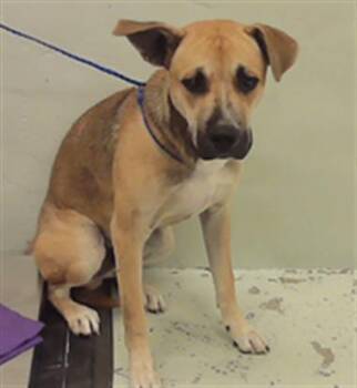 Rescue Labrador Retriever Dogs for Adoption in Houston, Texas - A2042640 | PetCurious