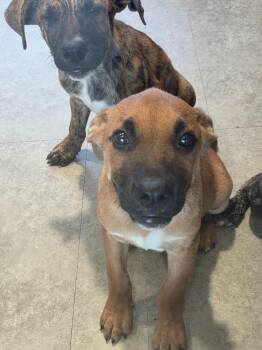Pablo -  Mixed Breed Dog for Adoption in Bossier City, Louisiana - Pablo | PetCurious