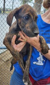 Great Dane Dogs Available for Adoption in Severance, Colorado - Jensen | PetCurious