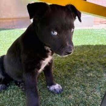 Rescue Cattle Dog Dogs for Adoption in Green Valley, Arizona - Pecan | PetCurious