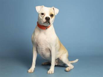 APPLE PIE -  Pug and Boxer Dog for Adoption in Phoenix, Arizona - APPLE PIE | PetCurious