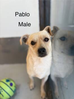 Rescue Italian Greyhound and Chihuahua Dogs for Adoption in Los Angeles, California - Pablo | PetCurious