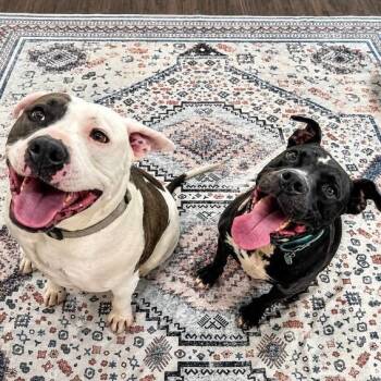 Baylor Banjo Morning Coffee Buddy -  Pit Bull Terrier and Staffordshire Bull Terrier Dog for Adoption in Friendswood, Texas - Baylor Banjo Morning Coffee Buddy | PetCurious