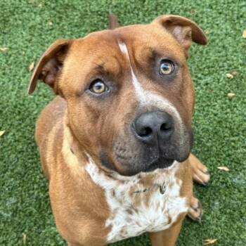 Creed -  Pit Bull Terrier Dog for Adoption in Indianapolis, Indiana - Creed | PetCurious