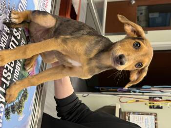 Sandy -  Beagle and Treeing Walker Coonhound Dog for Adoption in Milford, Connecticut - Sandy | PetCurious