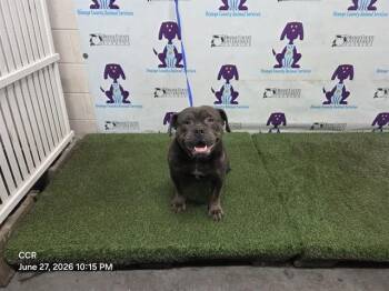 BEAST -  American Bulldog Dog for Adoption in Orlando, Florida - BEAST | PetCurious
