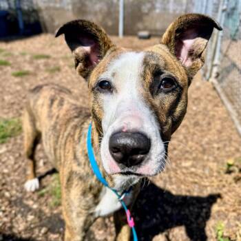 Pebbles -  American Staffordshire Terrier Dog for Adoption in Oakland, California - Pebbles | PetCurious